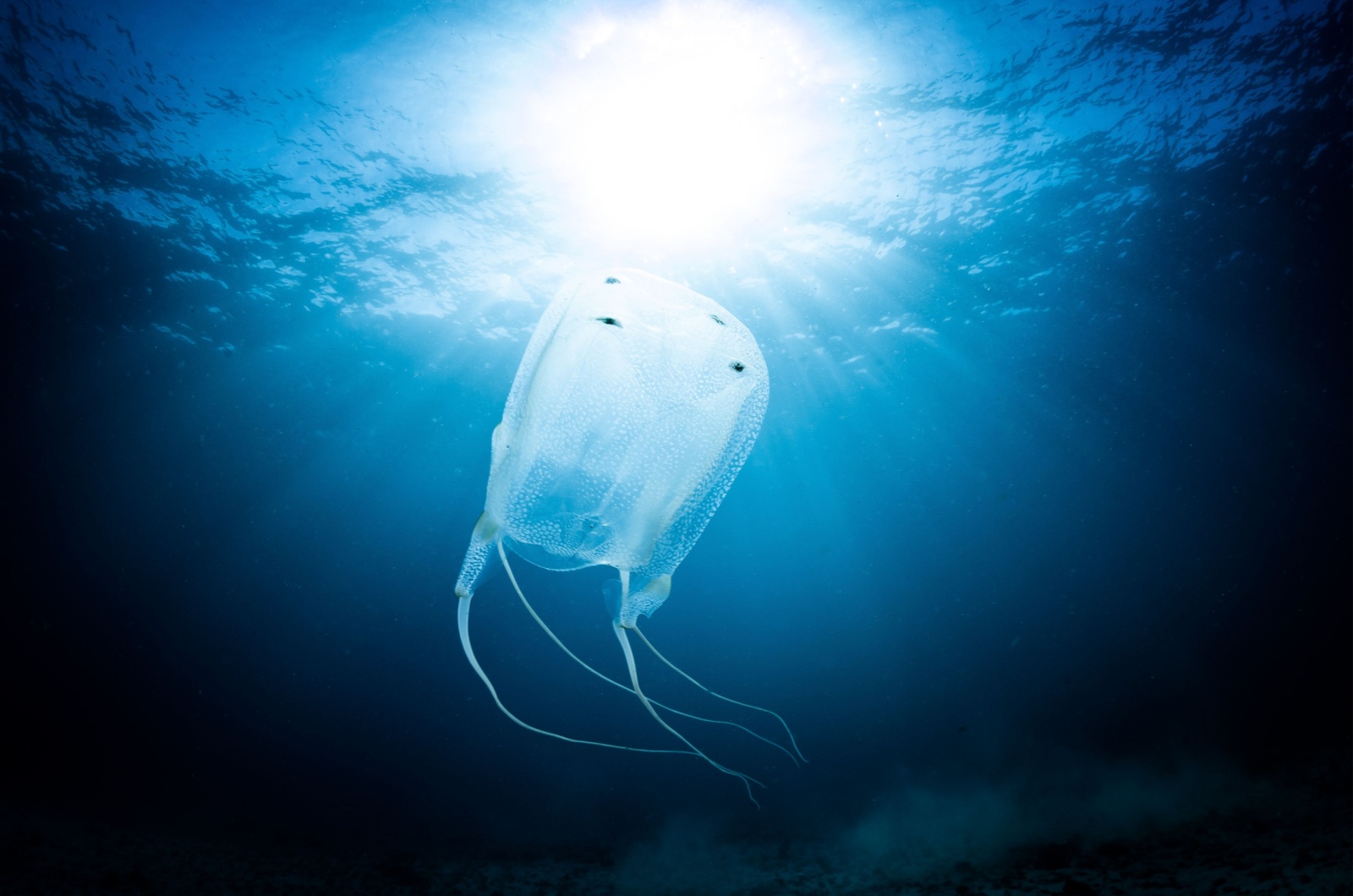 Box Jellyfish