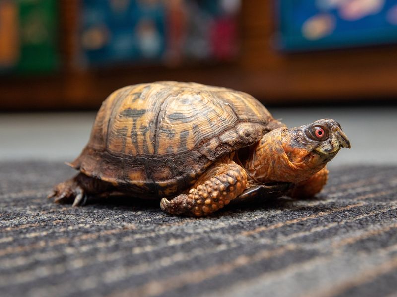 Box Turtle