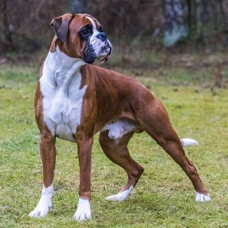 Boxer