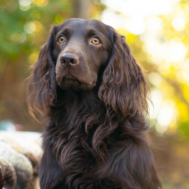 Boykin Spaniel