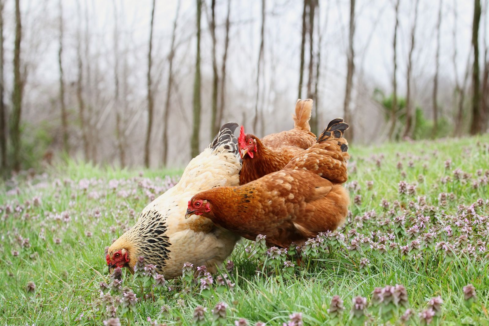 Brahma chicken