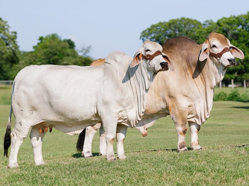 Brahman