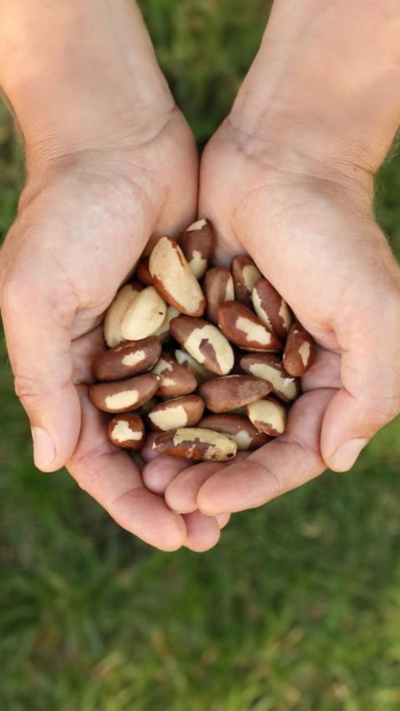 Brazil Nuts