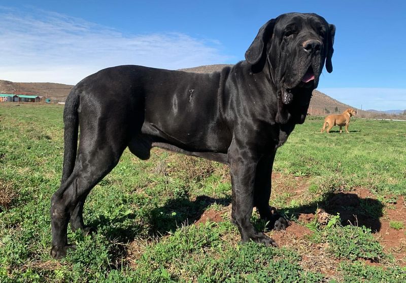 Brazilian Mastiff (Fila Brasileiro)