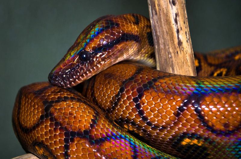 Brazilian Rainbow Boa