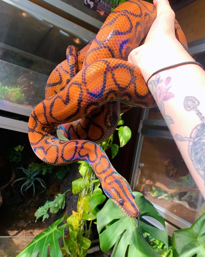 Brazilian Rainbow Boa