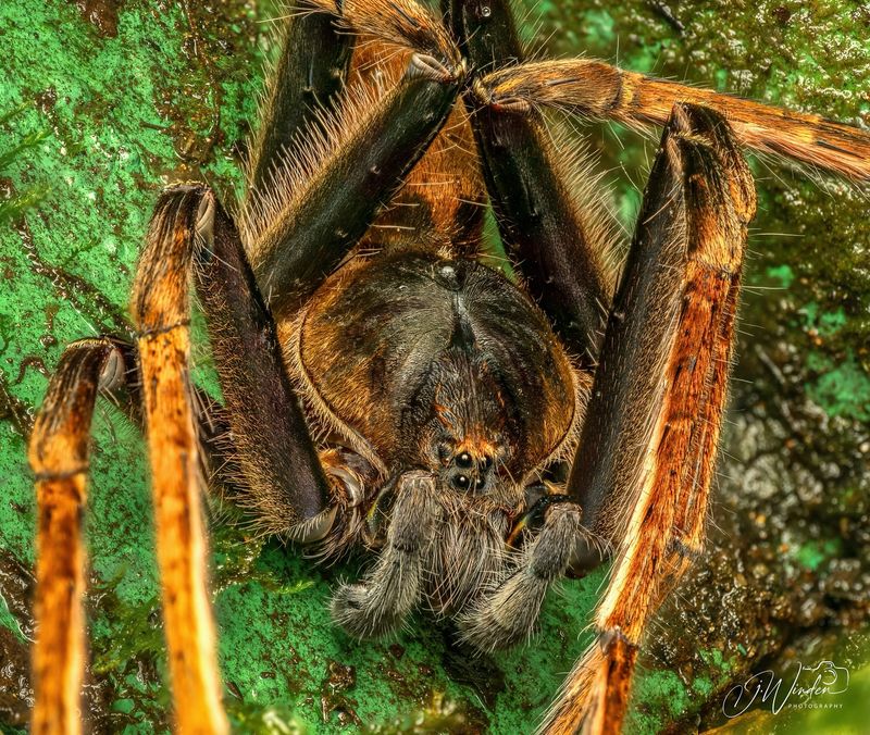 Brazilian Wandering Spider