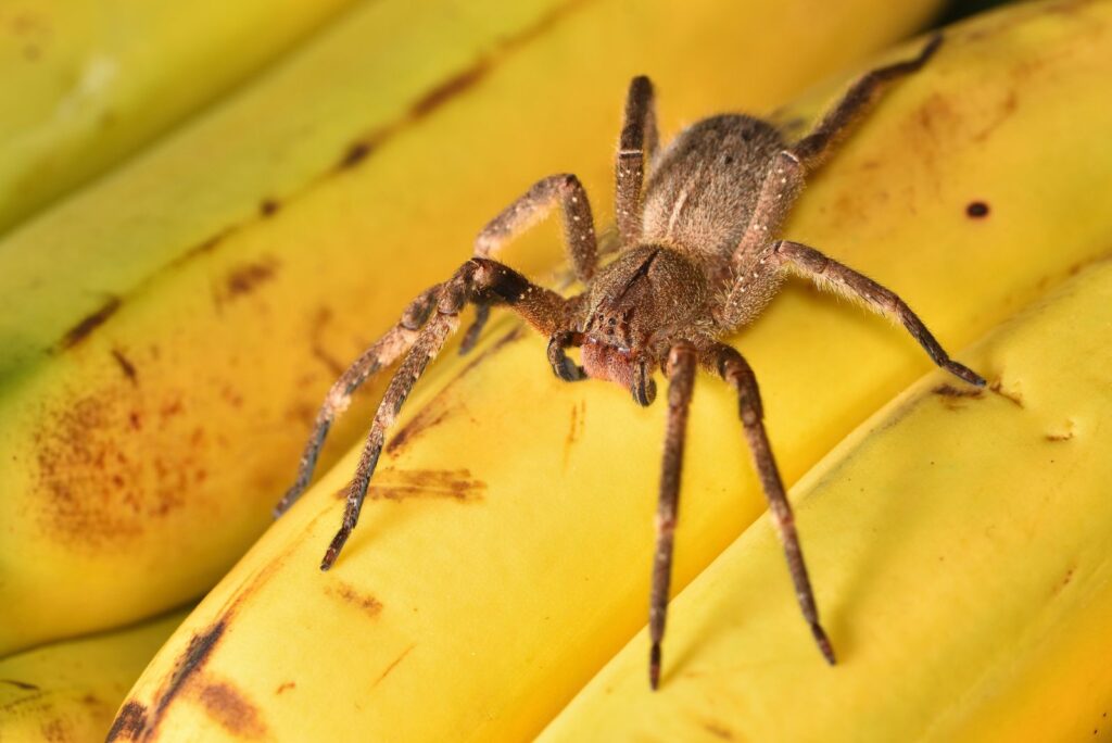 Brazilian Wandering Spider