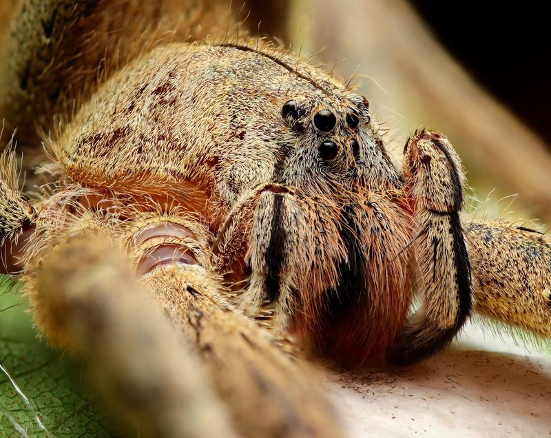 Brazilian Wandering Spider