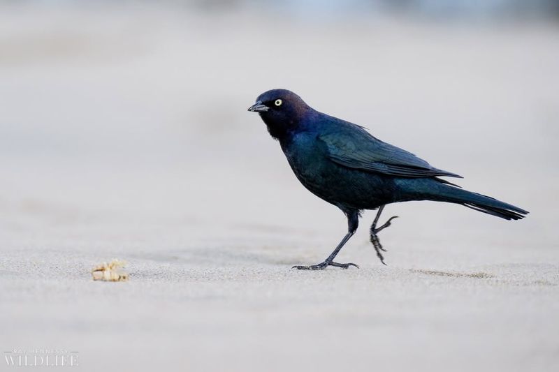 Brewer's Blackbird