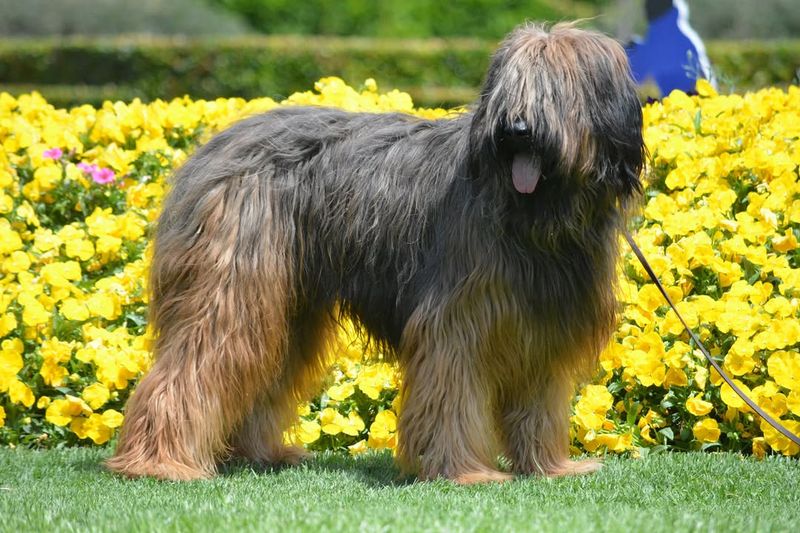 Briard