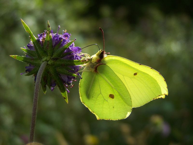 Brimstone Butterfly