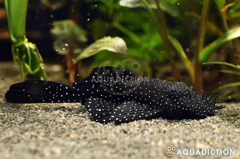 Bristlenose Pleco