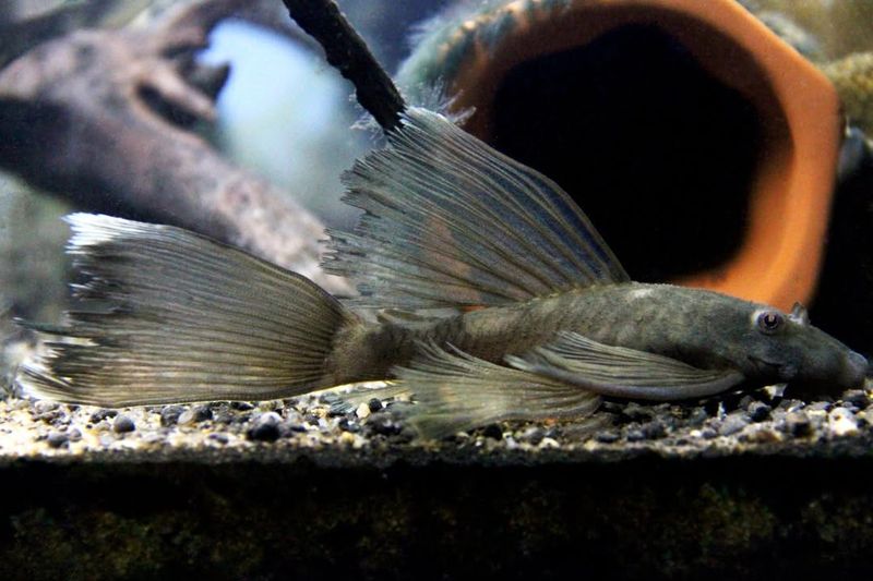 Bristlenose Plecos