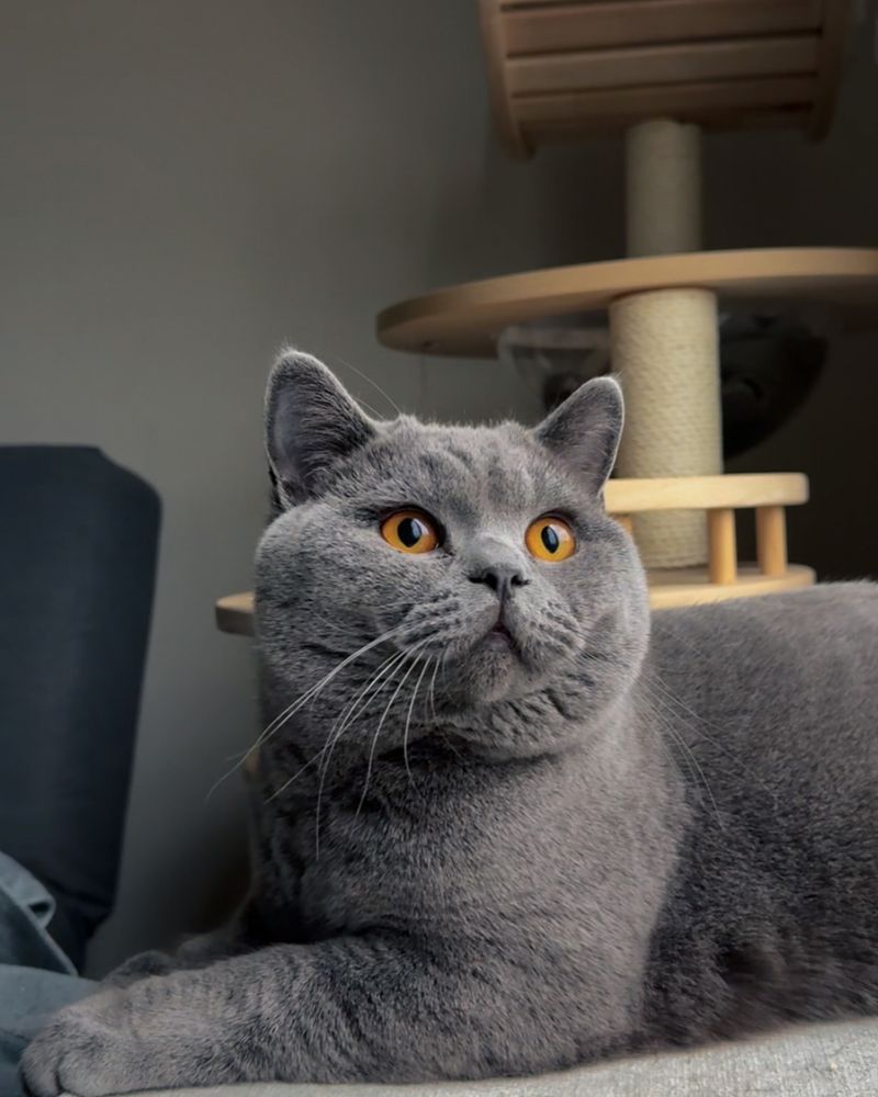 British Shorthair