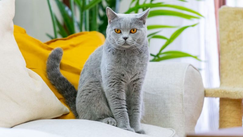 British Shorthair