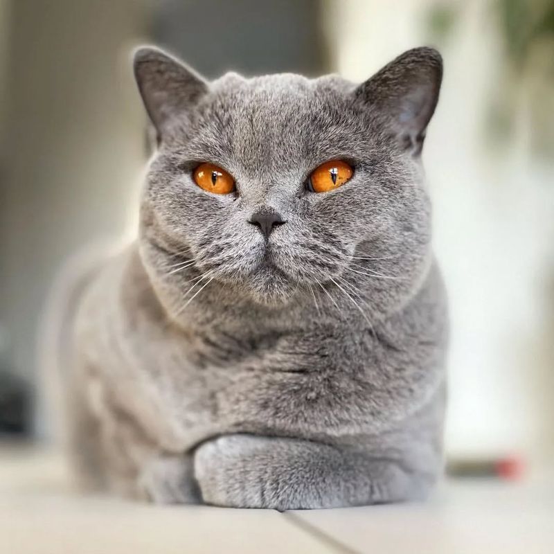 British Shorthair