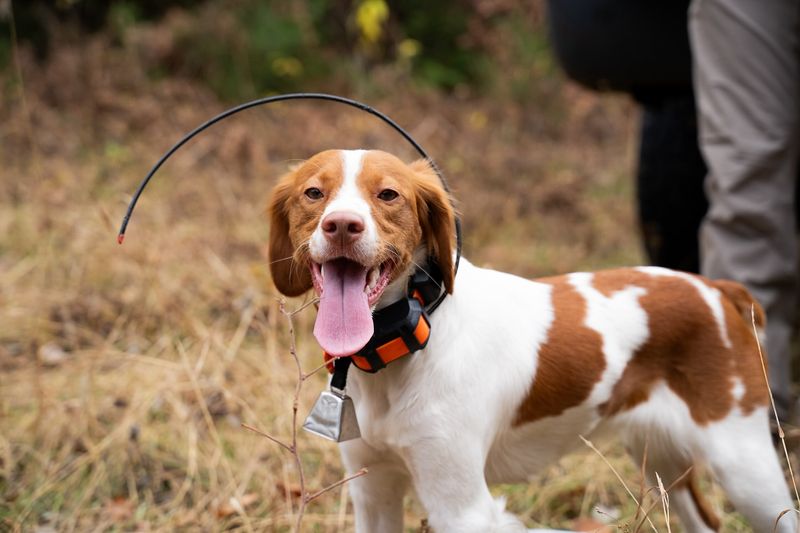 Brittany Spaniel