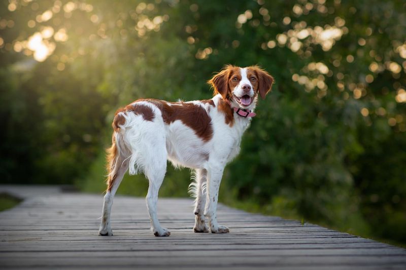 Brittany Spaniel