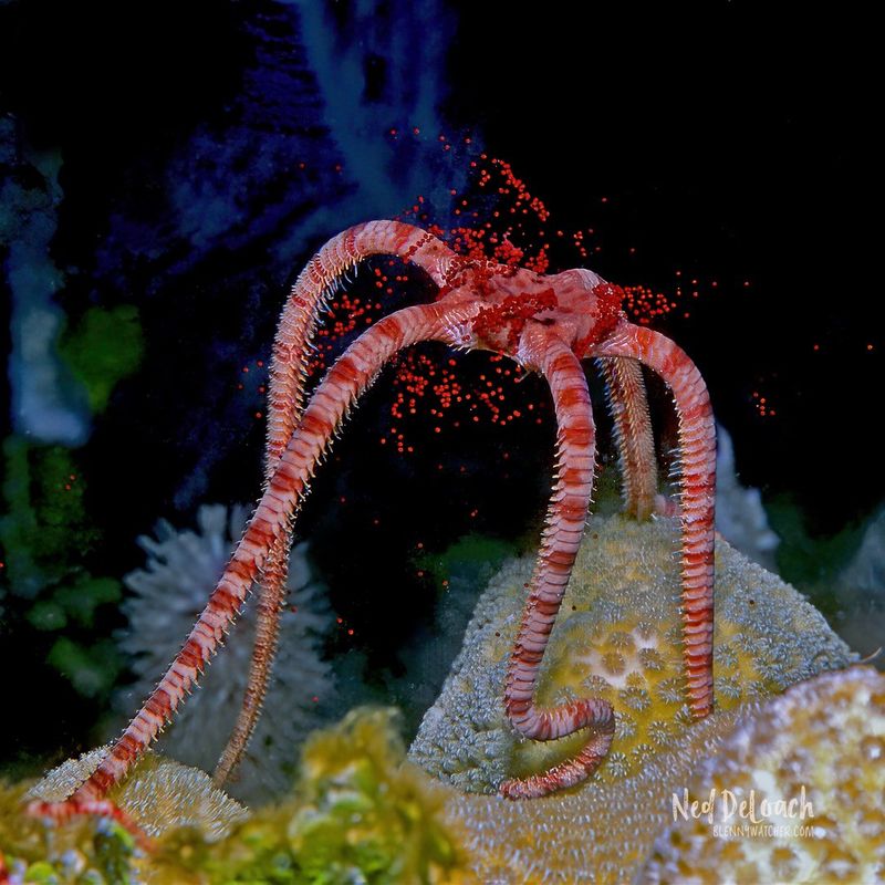 Brittle Star