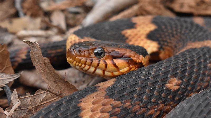 Broad-banded Water Snake (Nerodia fasciata confluens)