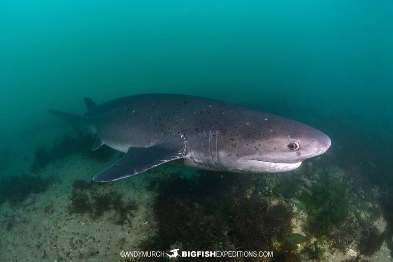 Broadnose Sevengill Shark