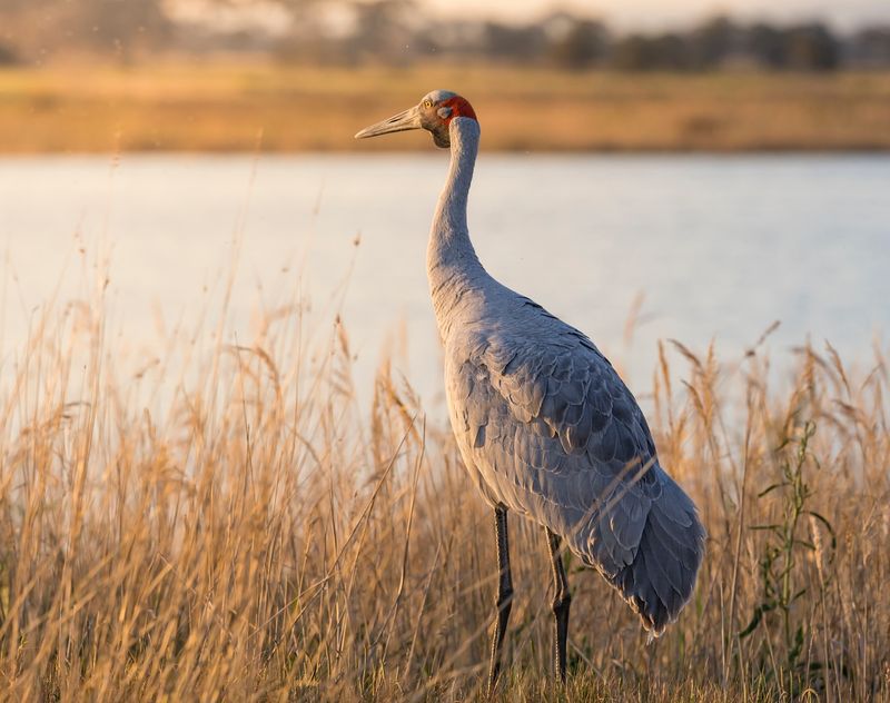 Brolga