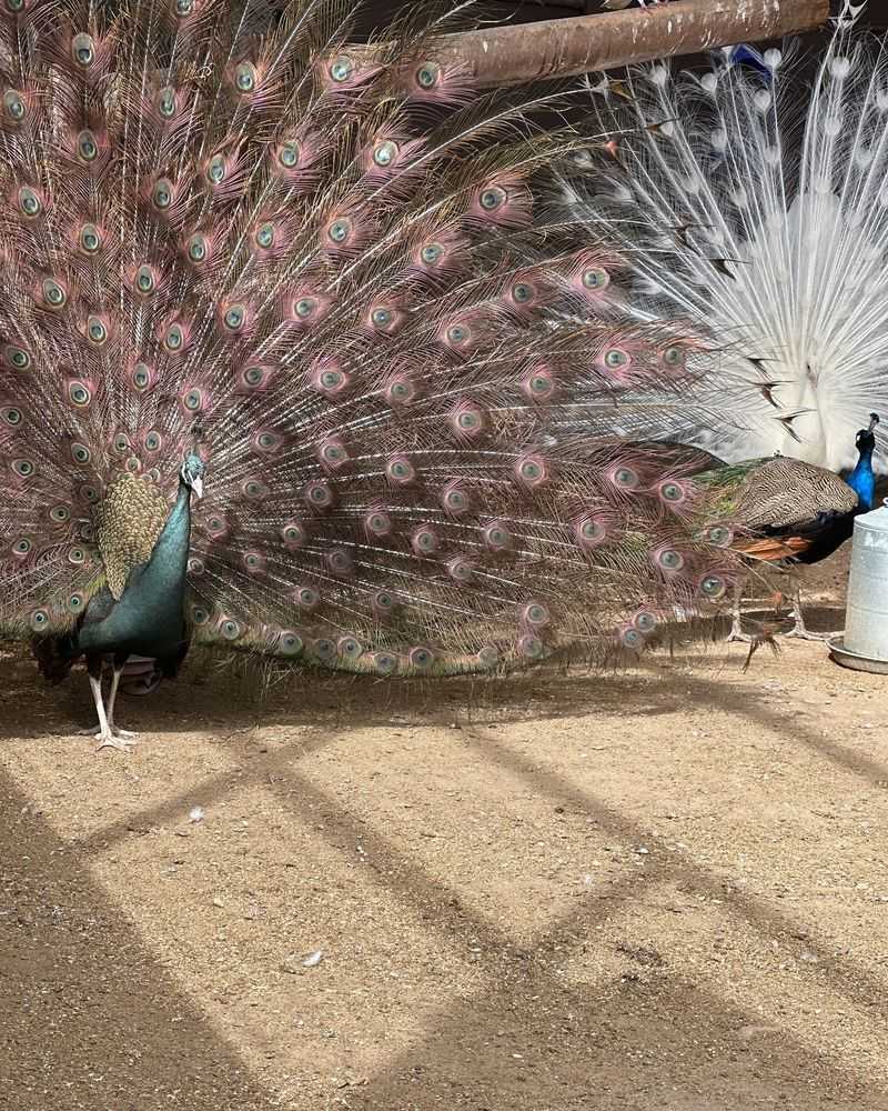 Bronze Peafowl