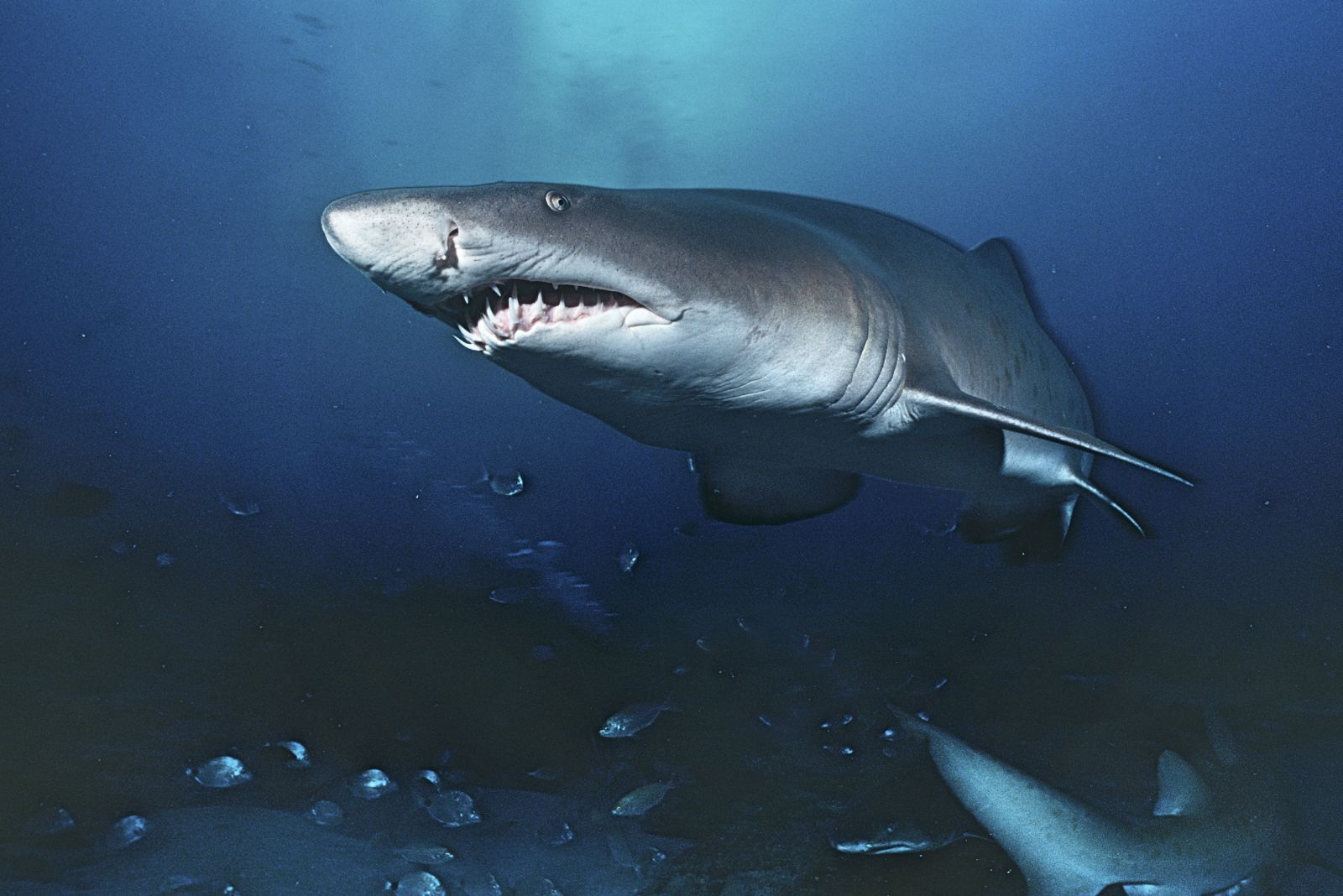 Bronze Whaler Shark