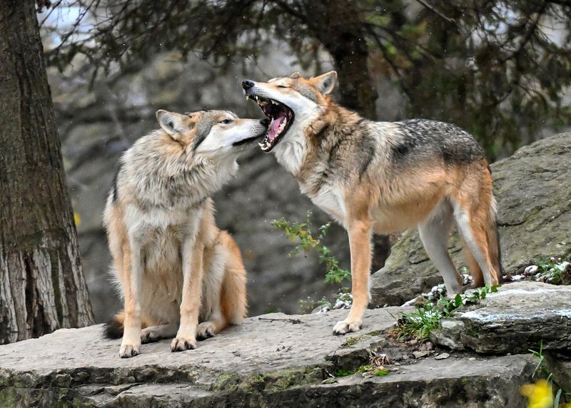 Brookfield Zoo, Illinois