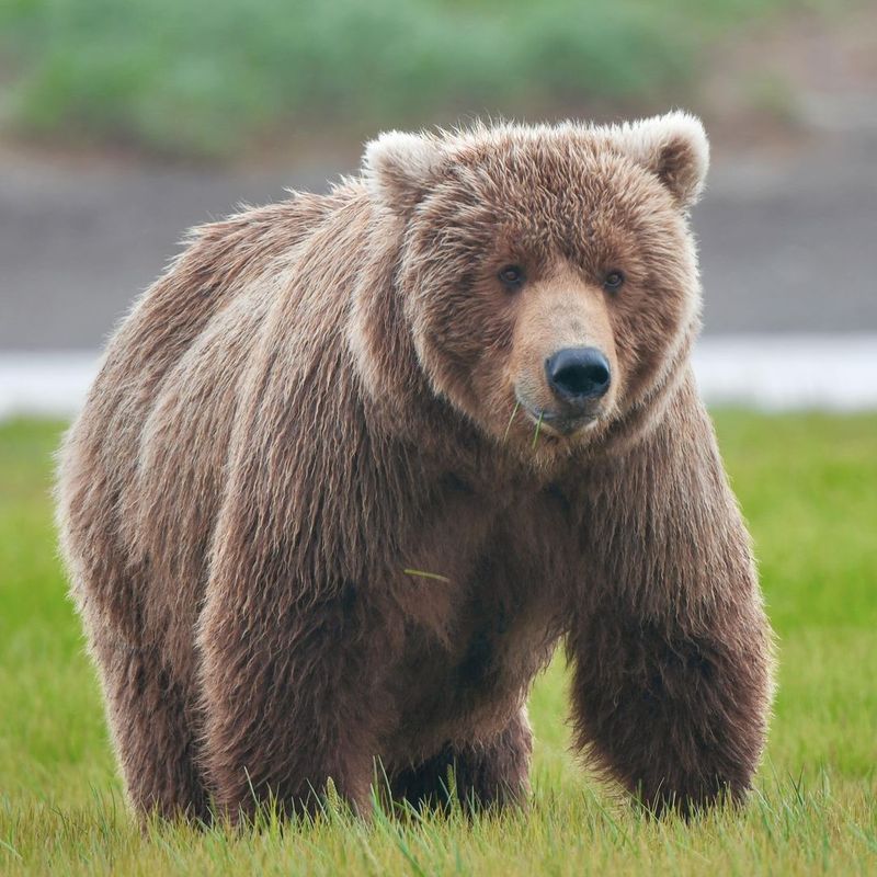 Brown Bear