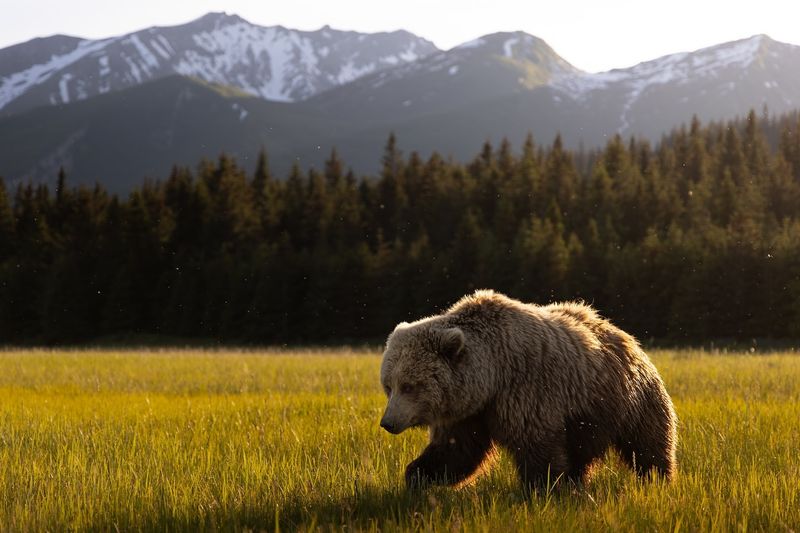 Brown Bear