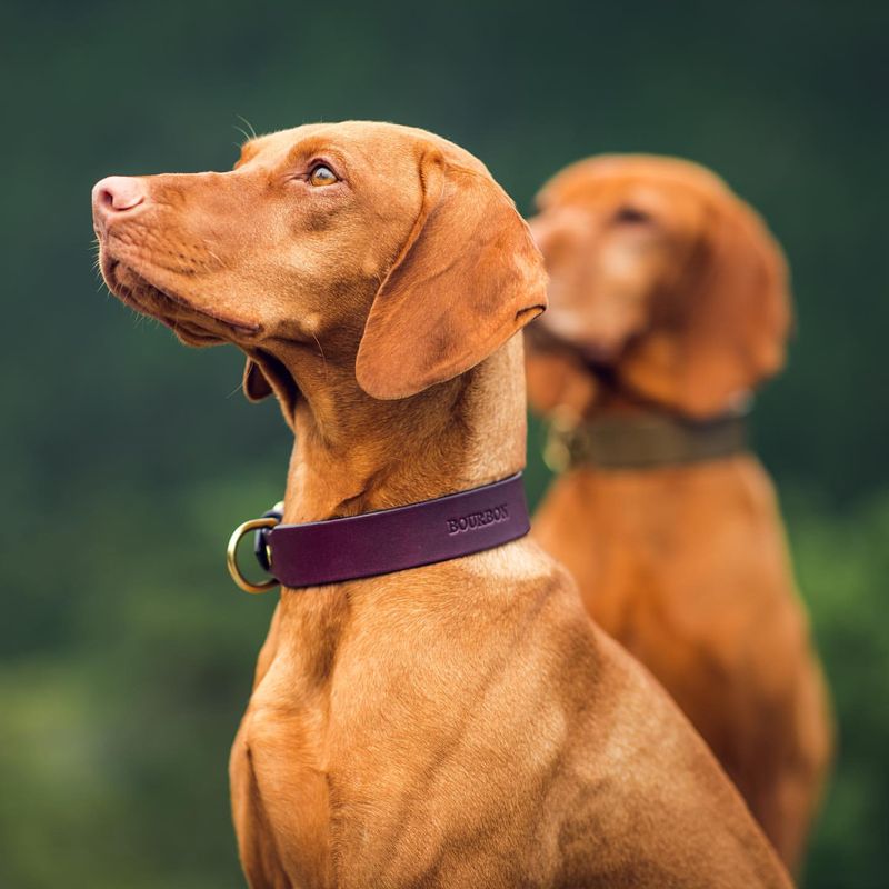 Brown Collar