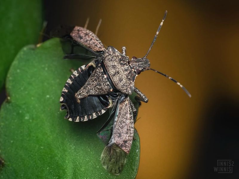 Brown Marmorated Stink Bug