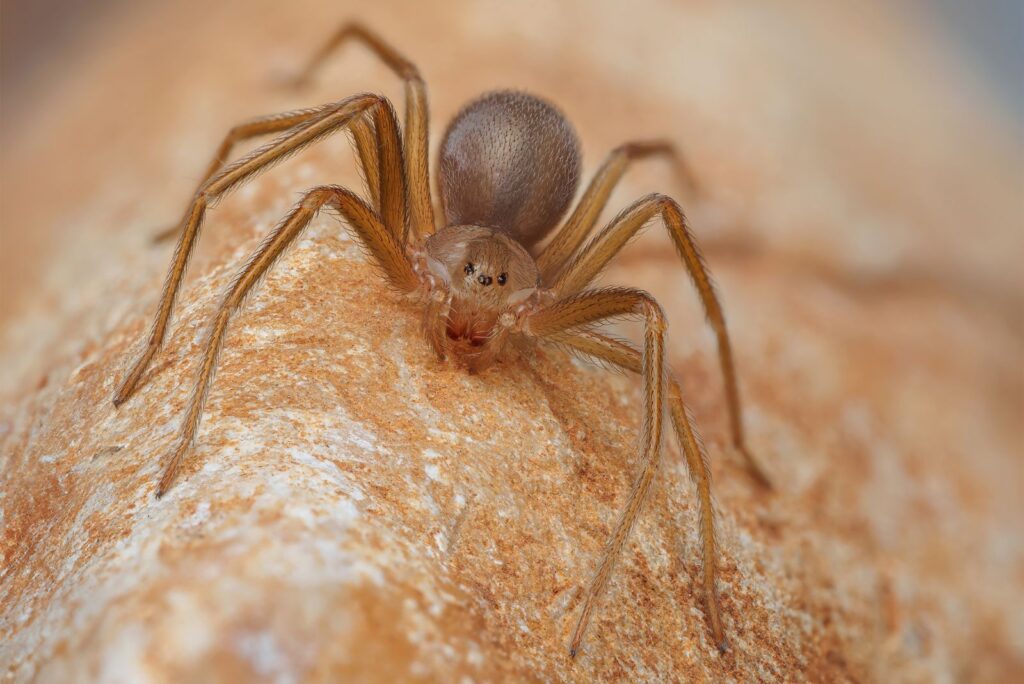 Brown Recluse Spider