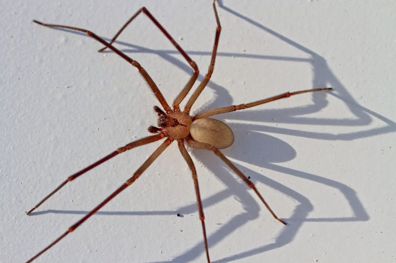 Brown Recluse Spider