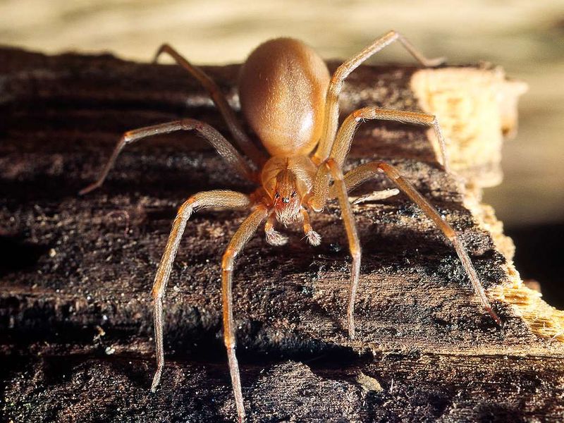 Brown Recluse Spider