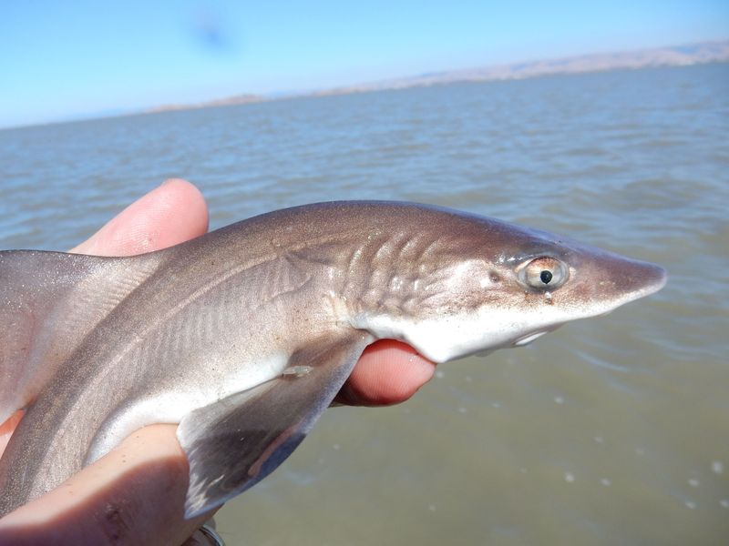 Brown Smooth-hound Shark