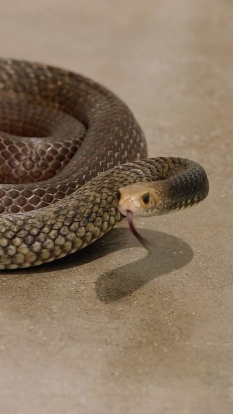 Brown Snake