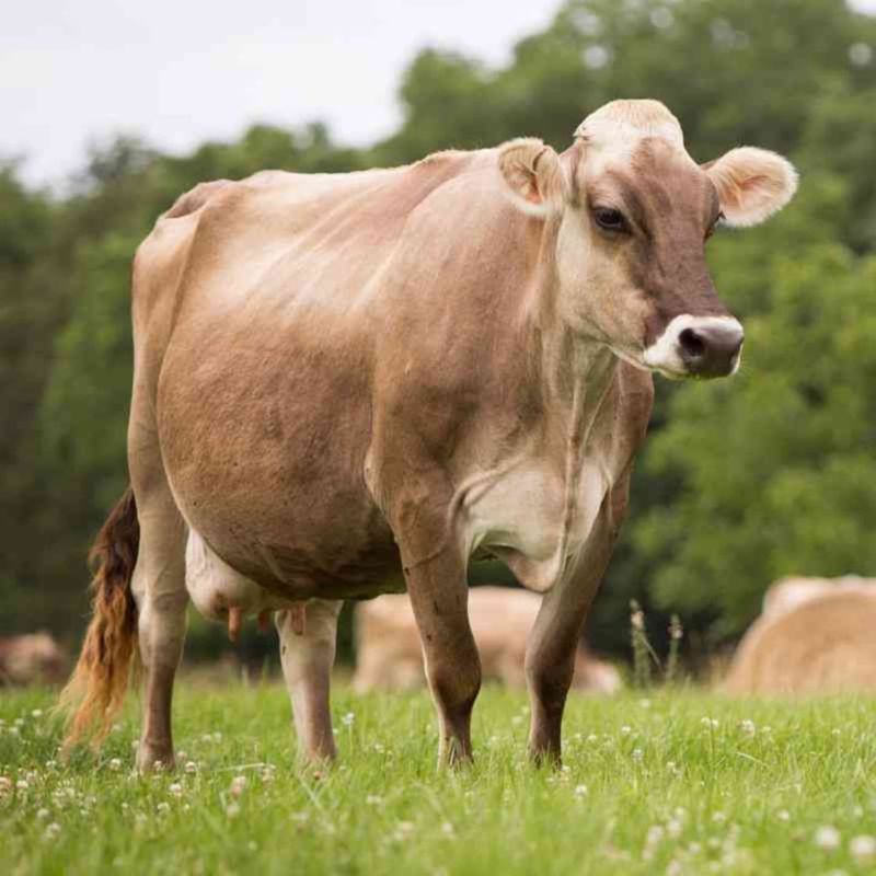 Brown Swiss