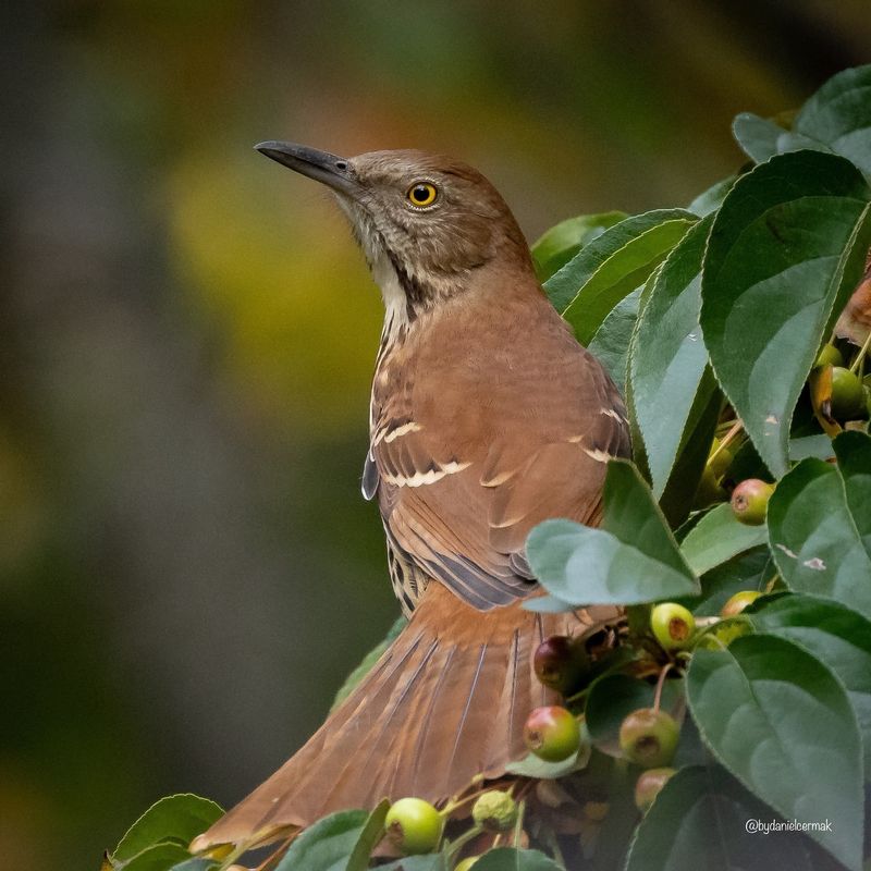 Brown Thrasher