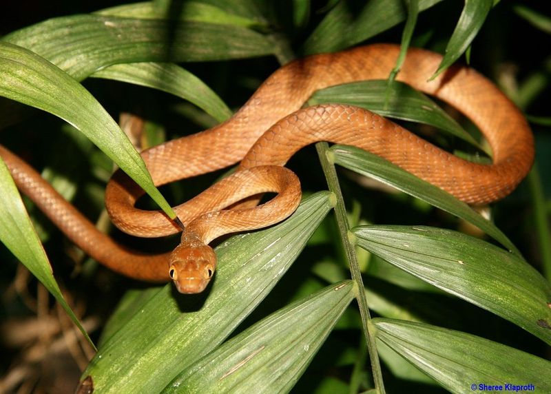 Brown Tree Snake