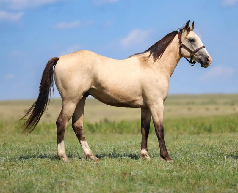 Buckskin