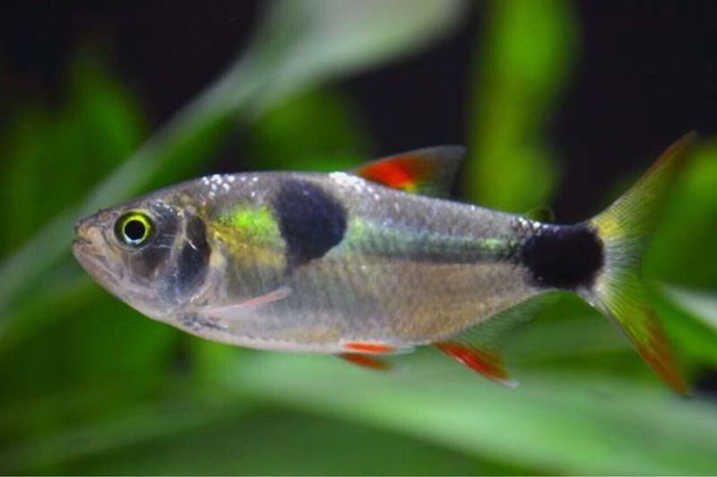 Bucktooth Tetra