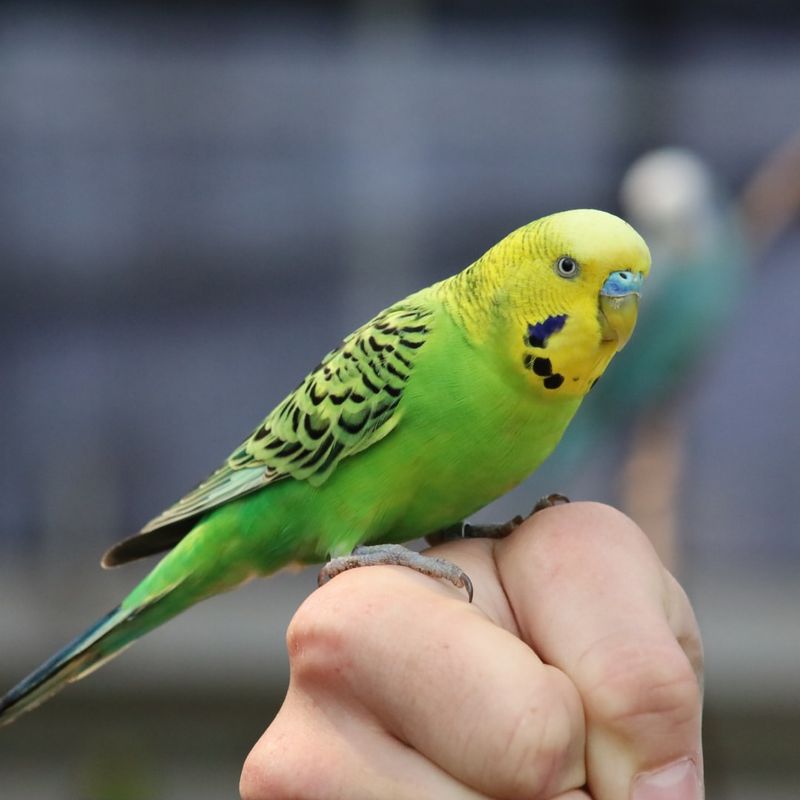 Budgerigar