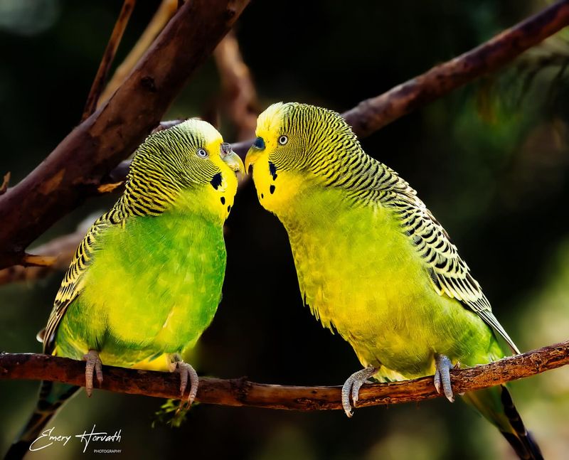 Budgerigar