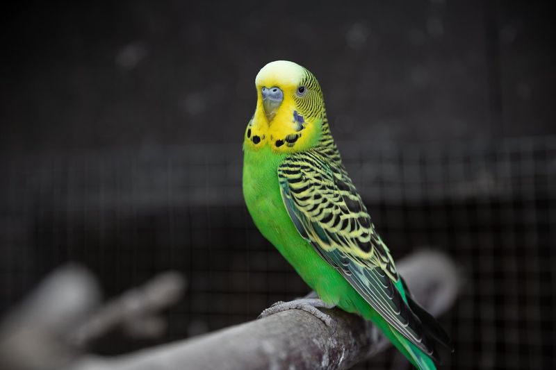 Budgerigar