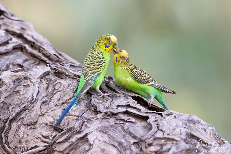 Budgerigar