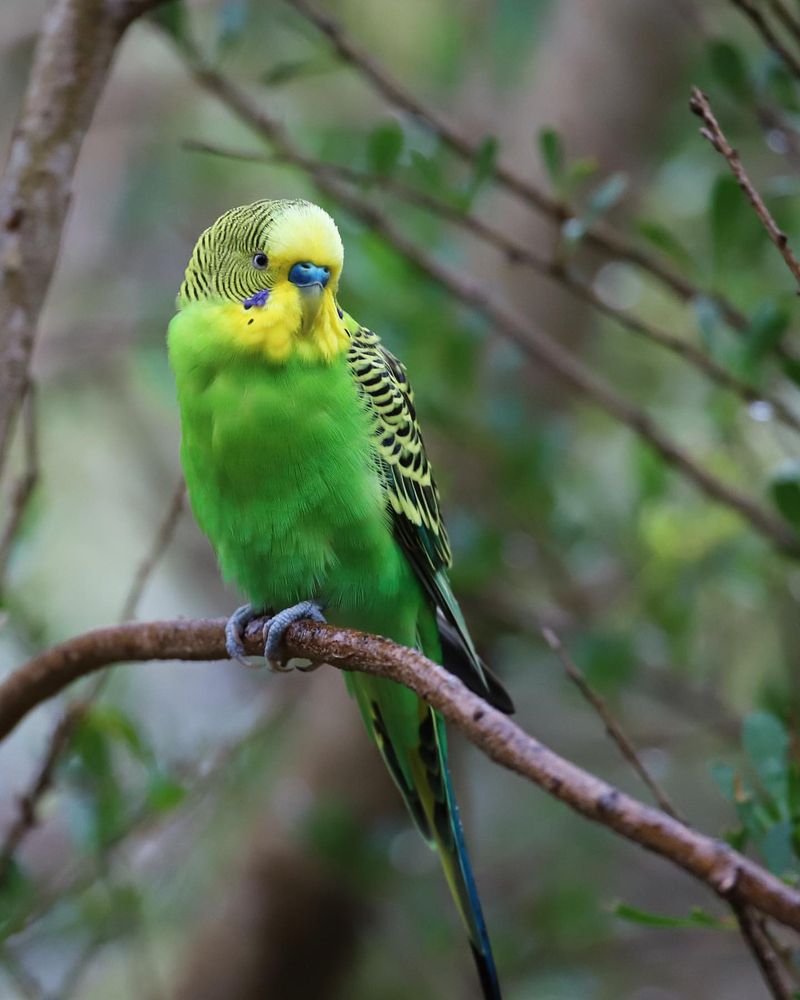 Budgerigar (Budgie)