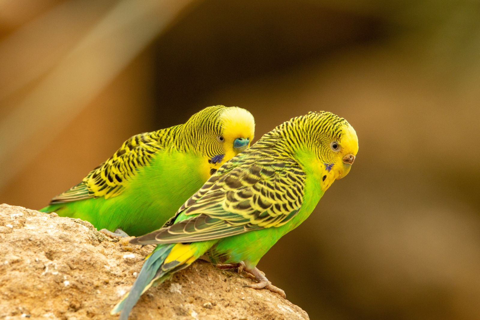 Budgerigar